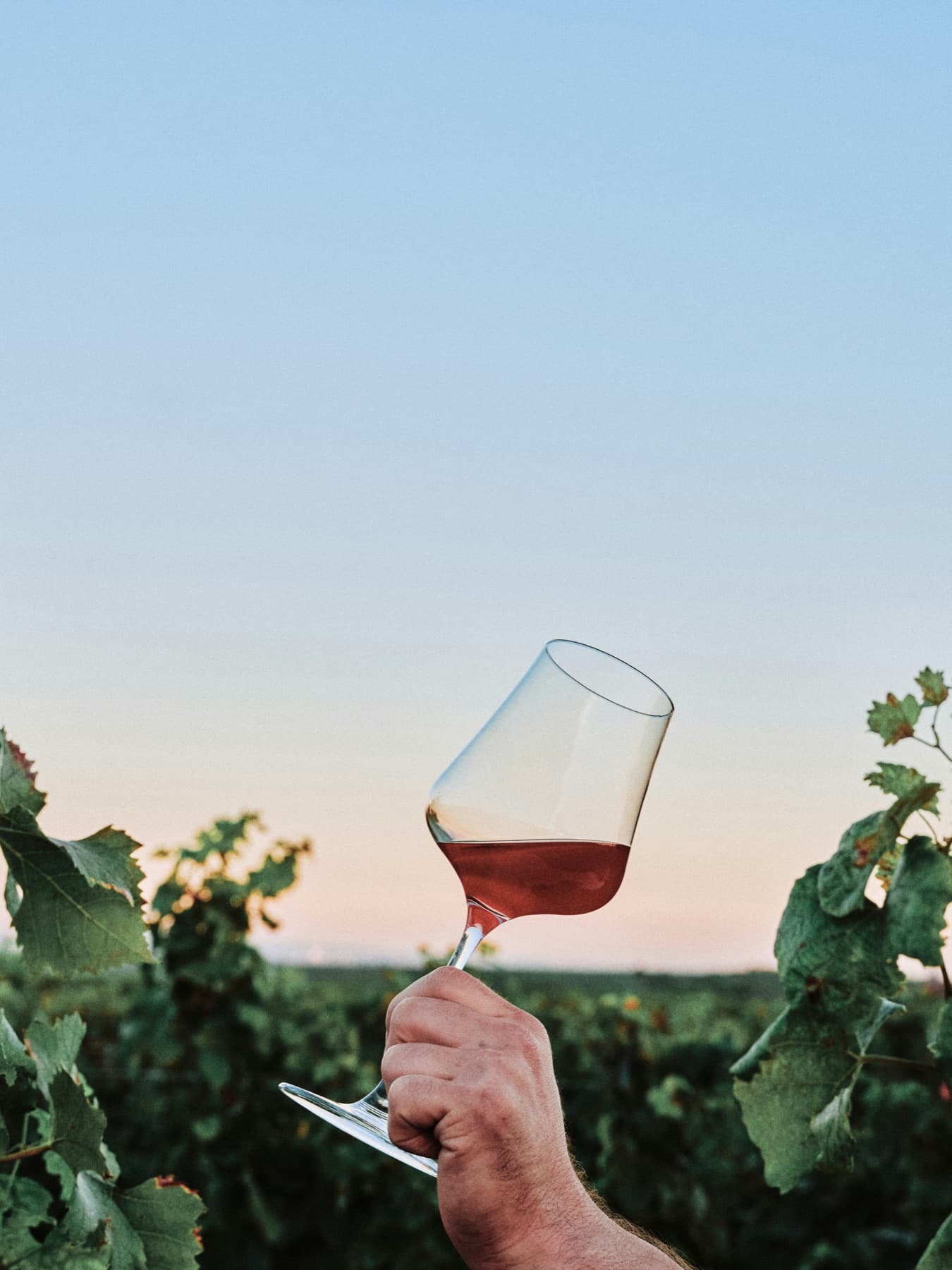 Un verre de vin levé au-dessus des vignes, au coucher du soleil